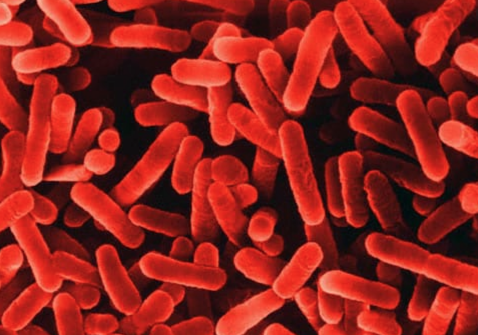 Royal Navy Legionella